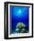 Queen Angelfish and Blue Chromis with Black Durgon in the Sea-null-Framed Photographic Print