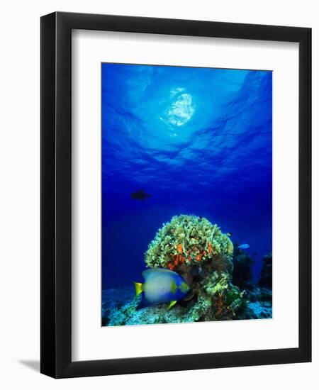 Queen Angelfish and Blue Chromis with Black Durgon in the Sea-null-Framed Photographic Print