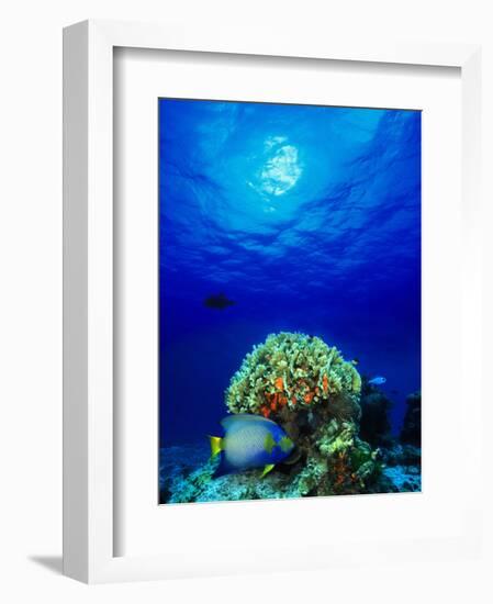 Queen Angelfish and Blue Chromis with Black Durgon in the Sea-null-Framed Photographic Print