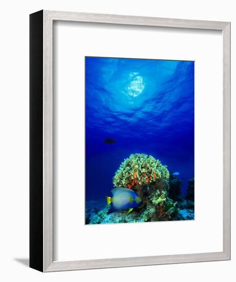 Queen Angelfish and Blue Chromis with Black Durgon in the Sea-null-Framed Photographic Print