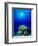 Queen Angelfish and Blue Chromis with Black Durgon in the Sea-null-Framed Photographic Print