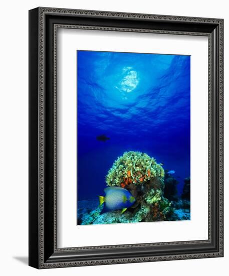 Queen Angelfish and Blue Chromis with Black Durgon in the Sea-null-Framed Photographic Print