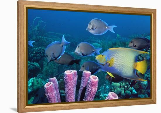 Queen Angelfish And Blue Tangs-Georgette Douwma-Framed Premier Image Canvas