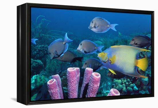 Queen Angelfish And Blue Tangs-Georgette Douwma-Framed Premier Image Canvas