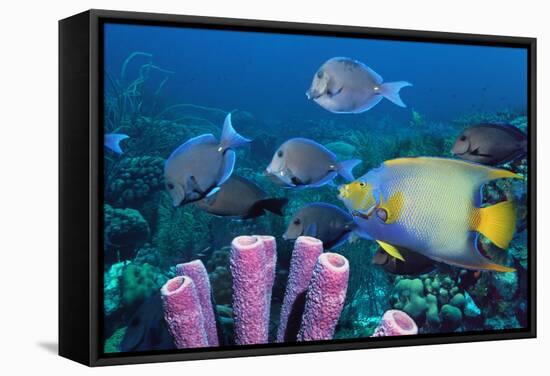Queen Angelfish And Blue Tangs-Georgette Douwma-Framed Premier Image Canvas