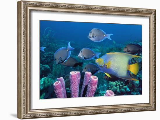 Queen Angelfish And Blue Tangs-Georgette Douwma-Framed Photographic Print