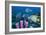 Queen Angelfish And Blue Tangs-Georgette Douwma-Framed Photographic Print