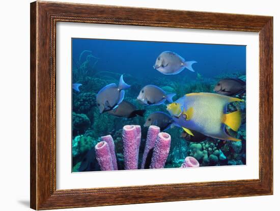 Queen Angelfish And Blue Tangs-Georgette Douwma-Framed Photographic Print