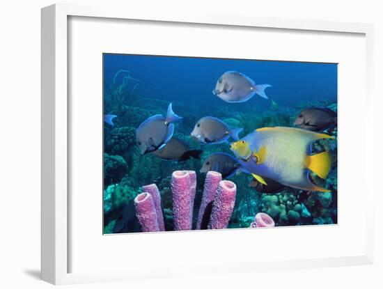 Queen Angelfish And Blue Tangs-Georgette Douwma-Framed Photographic Print