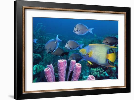 Queen Angelfish And Blue Tangs-Georgette Douwma-Framed Photographic Print