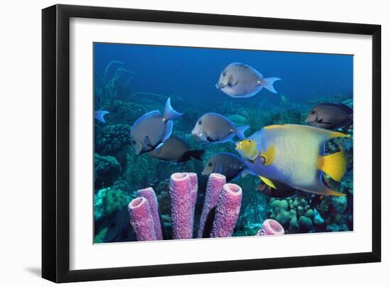 Queen Angelfish And Blue Tangs-Georgette Douwma-Framed Photographic Print
