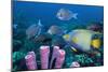 Queen Angelfish And Blue Tangs-Georgette Douwma-Mounted Photographic Print