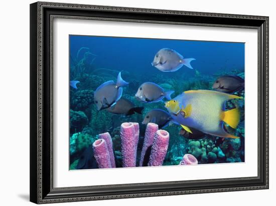 Queen Angelfish And Blue Tangs-Georgette Douwma-Framed Photographic Print