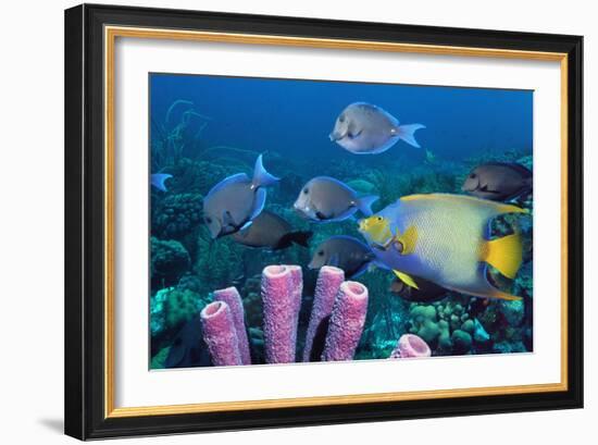 Queen Angelfish And Blue Tangs-Georgette Douwma-Framed Photographic Print