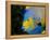 Queen Angelfish (Holacanthus Ciliaris)-Stephen Frink-Framed Premier Image Canvas