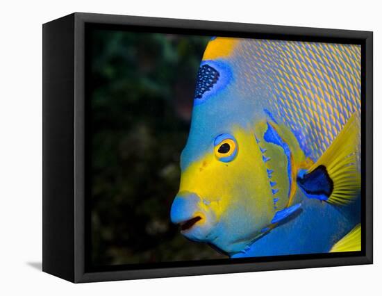 Queen Angelfish (Holacanthus Ciliaris)-Stephen Frink-Framed Premier Image Canvas