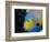 Queen Angelfish (Holacanthus Ciliaris)-Stephen Frink-Framed Photographic Print