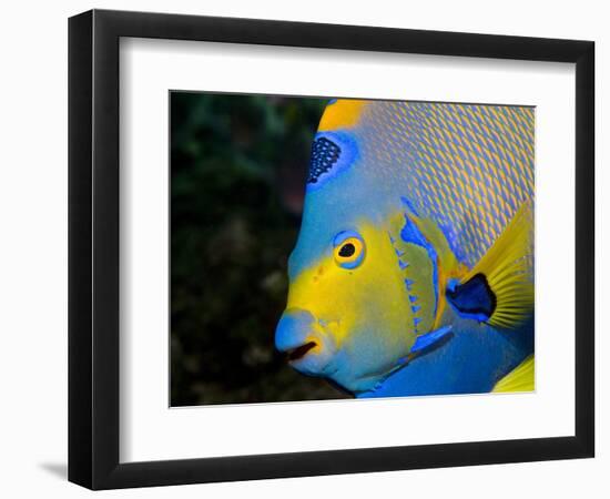 Queen Angelfish (Holacanthus Ciliaris)-Stephen Frink-Framed Photographic Print