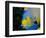 Queen Angelfish (Holacanthus Ciliaris)-Stephen Frink-Framed Photographic Print