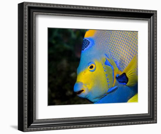 Queen Angelfish (Holacanthus Ciliaris)-Stephen Frink-Framed Photographic Print