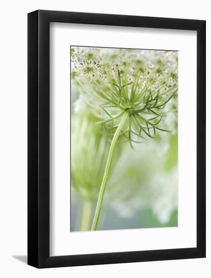 Queen Anne's lace flower-Anna Miller-Framed Photographic Print