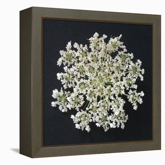 Queen Anne's Lace I-Jim Christensen-Framed Premier Image Canvas