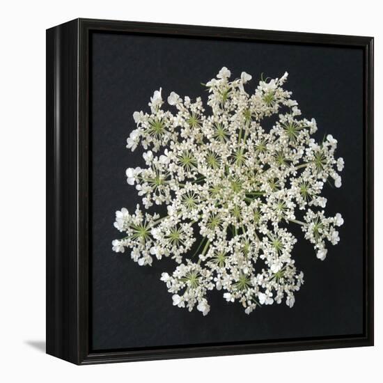 Queen Anne's Lace I-Jim Christensen-Framed Premier Image Canvas