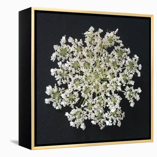 Queen Anne's Lace I-Jim Christensen-Framed Premier Image Canvas