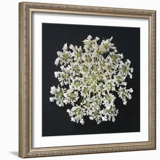 Queen Anne's Lace I-Jim Christensen-Framed Photographic Print