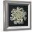 Queen Anne's Lace I-Jim Christensen-Framed Photographic Print