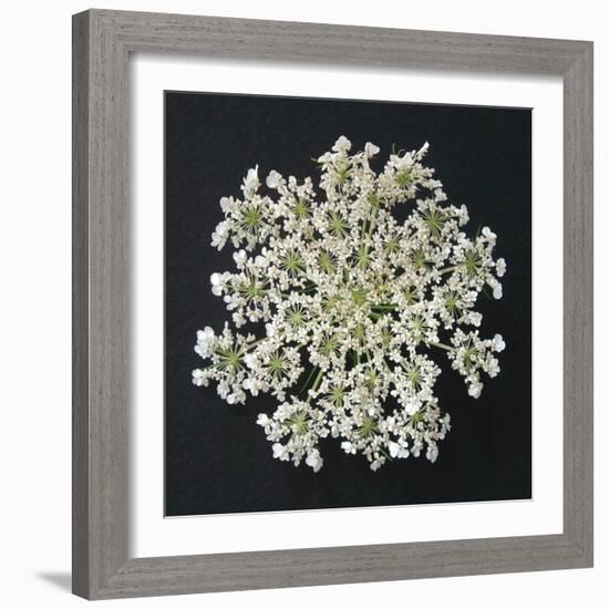 Queen Anne's Lace I-Jim Christensen-Framed Photographic Print