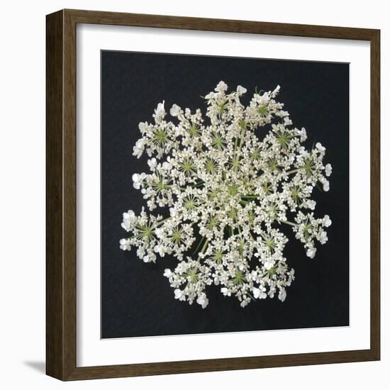Queen Anne's Lace I-Jim Christensen-Framed Photographic Print