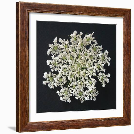 Queen Anne's Lace I-Jim Christensen-Framed Photographic Print