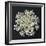 Queen Anne's Lace I-Jim Christensen-Framed Photographic Print