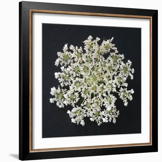 Queen Anne's Lace I-Jim Christensen-Framed Photographic Print