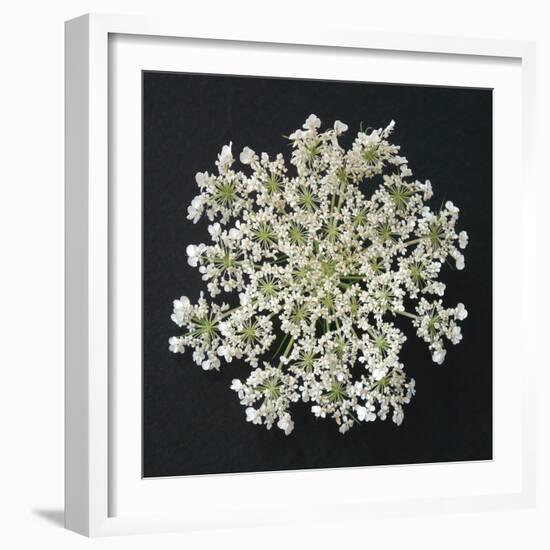 Queen Anne's Lace I-Jim Christensen-Framed Photographic Print