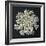 Queen Anne's Lace I-Jim Christensen-Framed Photographic Print