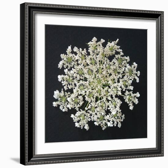 Queen Anne's Lace I-Jim Christensen-Framed Photographic Print