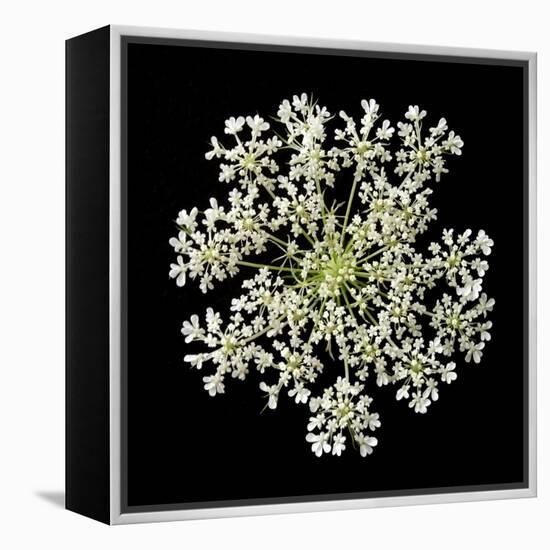 Queen Anne's Lace II-Jim Christensen-Framed Premier Image Canvas