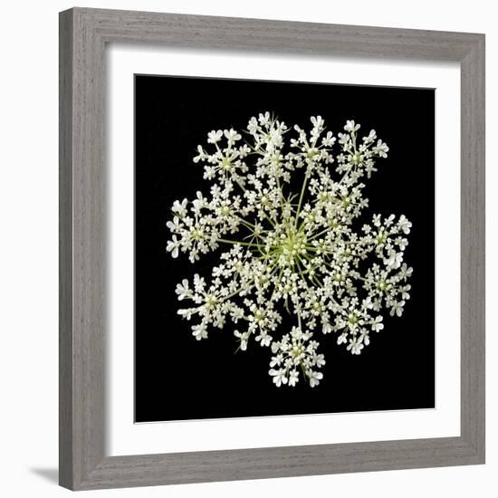 Queen Anne's Lace II-Jim Christensen-Framed Photographic Print