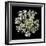 Queen Anne's Lace II-Jim Christensen-Framed Photographic Print