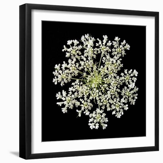 Queen Anne's Lace II-Jim Christensen-Framed Photographic Print