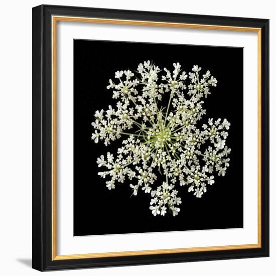 Queen Anne's Lace II-Jim Christensen-Framed Photographic Print