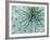 Queen-Anne's Lace viewed from below, Michigan, USA-Adam Jones-Framed Photographic Print