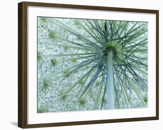 Queen-Anne's Lace viewed from below, Michigan, USA-Adam Jones-Framed Photographic Print