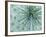 Queen-Anne's Lace viewed from below, Michigan, USA-Adam Jones-Framed Photographic Print