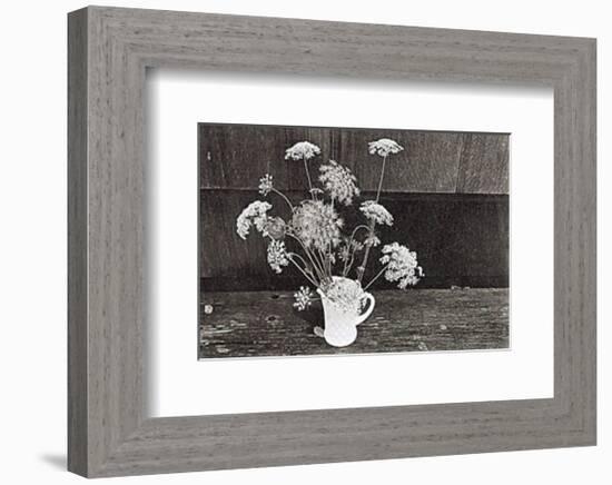 Queen Anne's Lace-Lilo Raymond-Framed Art Print