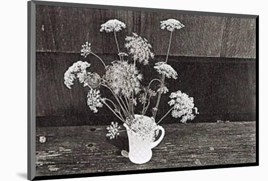 Queen Anne's Lace-Lilo Raymond-Mounted Art Print