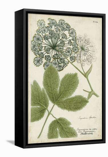 Queen Anne's Lace-Weinmann-Framed Stretched Canvas