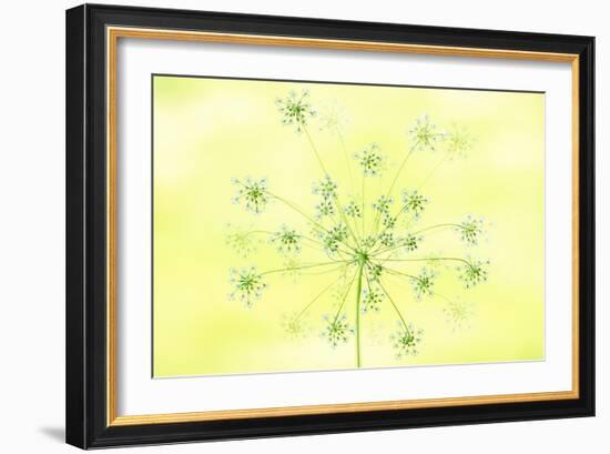 Queen Anne's Lace-Jacky Parker-Framed Giclee Print
